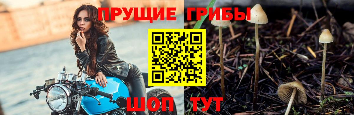 Псилоцибиновые грибы Psilocybe  Вход с VPN  Дубна 